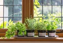 5,100+ Window Sill Herbs Stock Photos, Pictures & Royalty ...