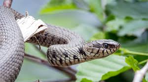10 Must Know Facts About Snakes Read