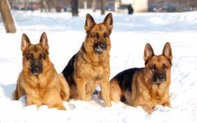 german shepherd dog wallpapers top