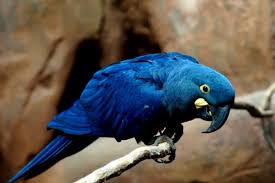 macaw names ideas for your parrot