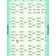 Use The Genetic Code Chart To Decode The Amino Acid Sequence