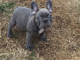 If you are looking to adopt or buy a frenchy take a look here for puppies for as however, free frenchy dogs and puppies are a rarity as rescues usually charge a small adoption fee to cover their expenses (usually around $100). Majestic Blue French Bulldog Puppies For Sale Home Facebook