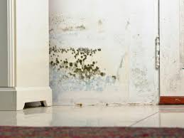 Common Types Of Mold In Homes Hgtv