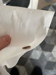 prolegs is a carpet beetle larva