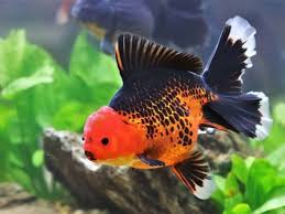why is my goldfish turning black what