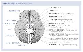 12 Cranial Nerves Chart 12 Pairs Of Cranial Nerves