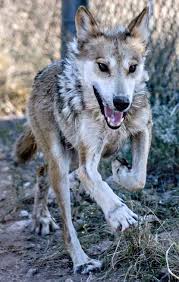 The wolf (canis lupus), also known as the gray wolf or grey wolf, is a large canine native to eurasia and north america. Mexican Gray Wolf Plan Under Fire Albuquerque Journal