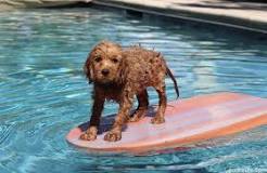 Do Cavapoos Swim? Ultimate Water Guide And Tips - Oodle Life