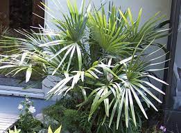 Hardy Palm Trees For Your Uk Garden