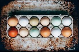Why Some Chickens Lay Brown Eggs And Some Lay Blue The