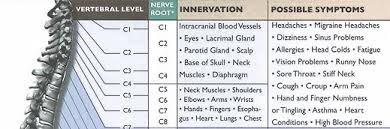 Spine Nerve Chart And Possible Symptoms