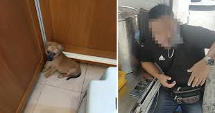 man in m sia confesses to eating puppy