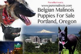 She had roughly 10 days left before we get to see her precious cargo. Belgian Malinois Breeders Medford Oregon Pure Malinois
