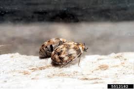 the signs and causes of carpet beetles