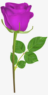 rose with stem purple png clip art