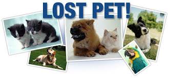 It will automatically be tweeted here. Lost And Found Pets Ne Florida Home Facebook