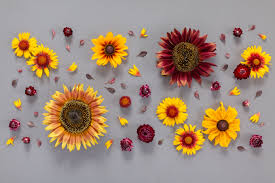 Sunflower, sunflower field, yellow flowers, sunflowers, blossom. Digital Blooms September 2019 Free Desktop Wallpaper Justinecelina