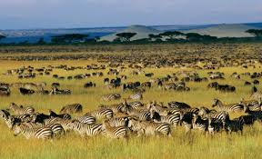 Kubwa Five Safaris (Arusha, Tanzania) - Contact Phone, Address