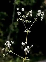 Upright Bedstraw, Galium album - Flowers - NatureGate
