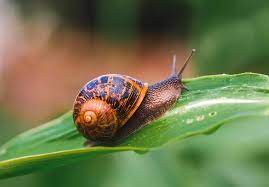 national snail day may 29 2024