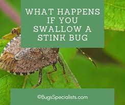 what happens if you swallow a stink bug