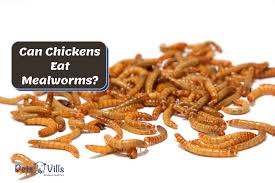 can ens eat mealworms the facts