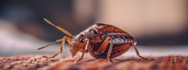 bed bugs or carpet beetles ured