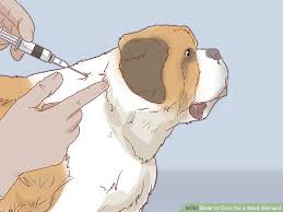 How To Care For A Saint Bernard 15 Steps With Pictures