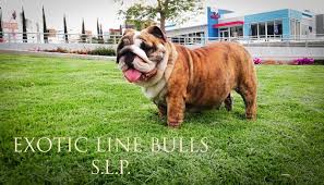 Favorite this post feb 27 english bulldogs. Exotic Line Bulls Bull Dog San Luis Potosi Photos Facebook