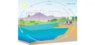 carbon sources, sinks and sequestration