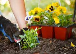Best Home Gardening Tips For Beginners