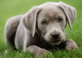 But, exactly when do puppy's eyes change color? When Do Puppy S Eyes Change Color 2021 We Love Doodles
