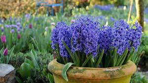 how and when to plant hyacinth bulbs