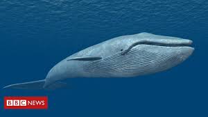 If you have ever received an invitation to this form of online trolling, cyberbullying, suicide, and potentially, murder are extremely concerning from a legal and social perspective. Why Is Blue Whale Hysteria Gripping India Bbc News