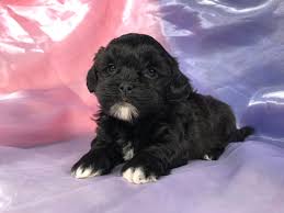 This black and white teddy bear will be ready to go home. Shih Tzu Bichon Puppies For Sale Shih Tzu Bichon Breeder In Iowa