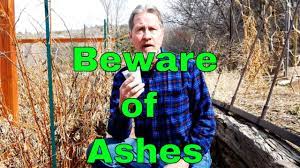 the problem with wood ash in the garden