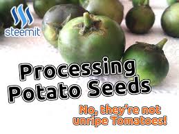 processing potato seeds long term