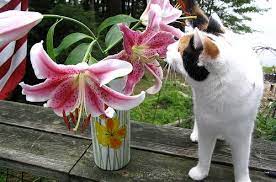 Avoid this cat astrophe 10 spring flowers that are toxic to cats from www.villageveterinaryclinic.com The Truth About Easter Lily Toxicity Poisonous Plants For Cats Petsci