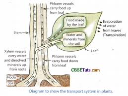 transportation in plants meaning