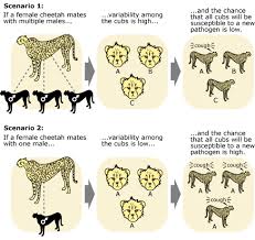 Cheetah Evolution Diagram Reading Industrial Wiring Diagrams