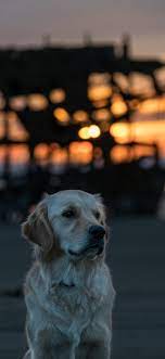Dog, beach, sea, sunset iPhone XS Max ...