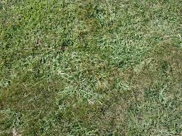 Crabgrass Control Apply Your Preemergent Herbicide Soon The P Pdl