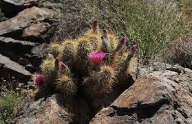 Succulent cactus plant in garden. Desert Plants Arizona State Parks