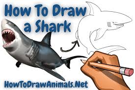 to draw a shark easy drawing tutorial