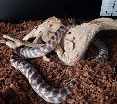 best substrate for pythons what