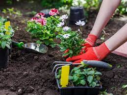 Garden Growing Success 5 Tips To