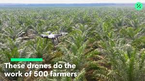 500 farmers are transforming palm oil