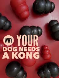 why your dog needs a kong stale cheerios