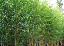 The Best Bamboo Varieties For Privacy