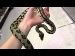 jungle jaguar carpet python you